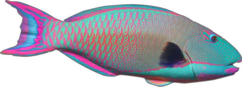 1 - 2.5"x 7" parrotfish decal sticker boat aquarium tropical fish kayak 1506