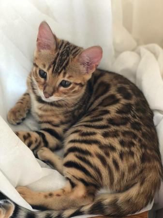 Gorgeous markings bengal kittens available text us (4092101567