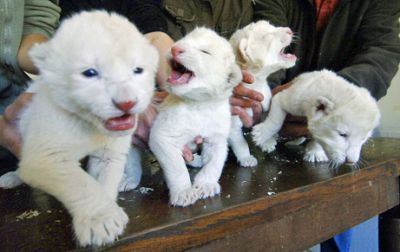 Cheetah cubs, lion cubs and tiger cubs for sale 