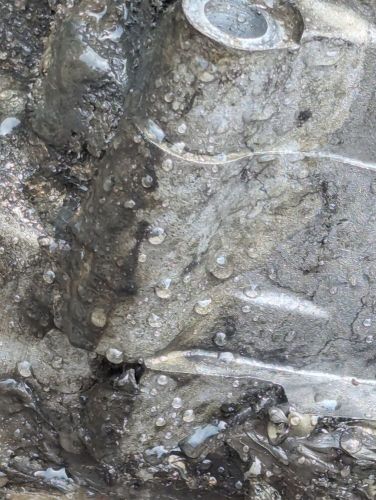 1985 Harley Ironhead Sportster Lower End Cracked Trans Case Good Flywheels, US $75.00, image 13