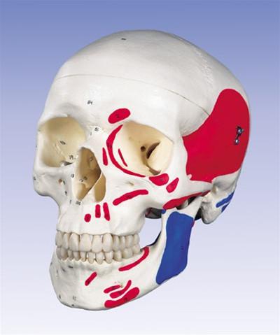 American 3b scientific  classic human skull, painted, 3 part  a23