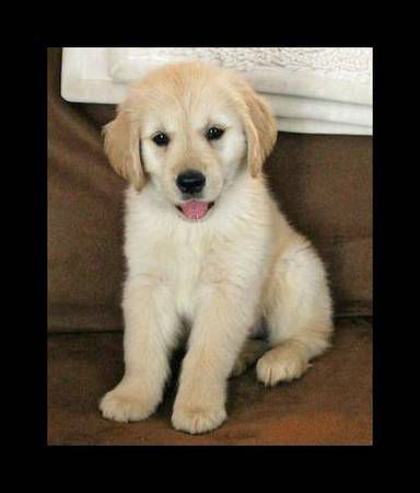 Awesome golden retriever puppies ready to go now<br />
