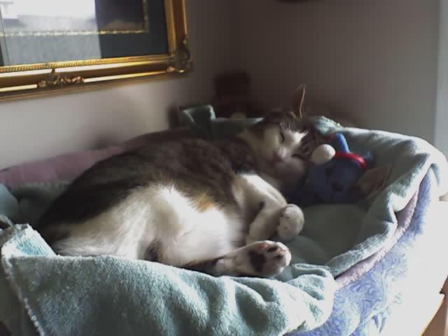 61 1961 PONTIAC HOOD SEAL RARE!! EXCELLENT CONDITION! LOOK!! , US $85.00, image 12