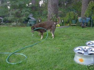 2 15 OEM Ford Ranger Explorer Wheel Rim factory Mercury Mountaineer 3186 A pair, US $129.99, image 8