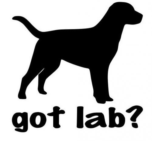 Got lab? vinyl decal