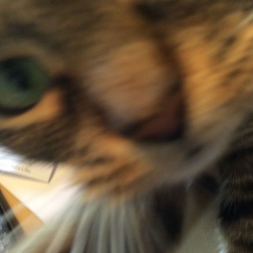 Dorne margolin dmq 18-1/a elt fiber glass antenna 2681) cat not included