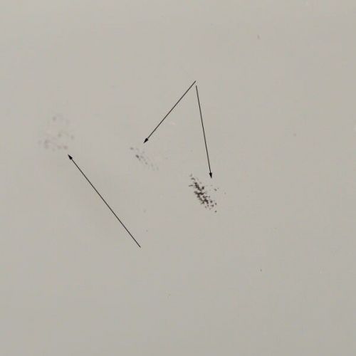 Tracker nitro smoke tinted 19 inch plexiglass boat windshield