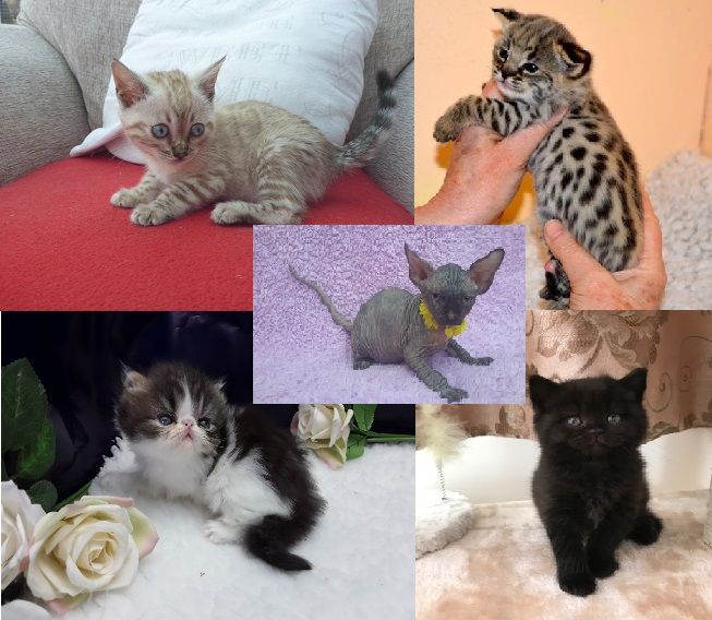 Kittens for sale available (affordable prices)