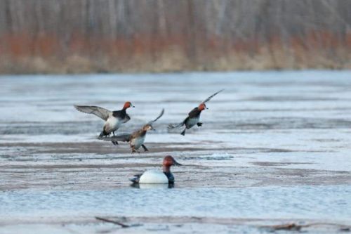 Beavertail Boats and Decoys Dominator Series Full Body Decoys Feeder 4 Pack, US $258.51, image 4