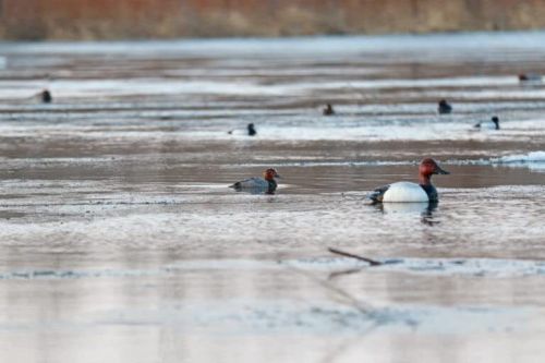 Beavertail Boats and Decoys Dominator Series Full Body Decoys Feeder 4 Pack, US $258.51, image 5